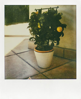 Polaroid the impossible project