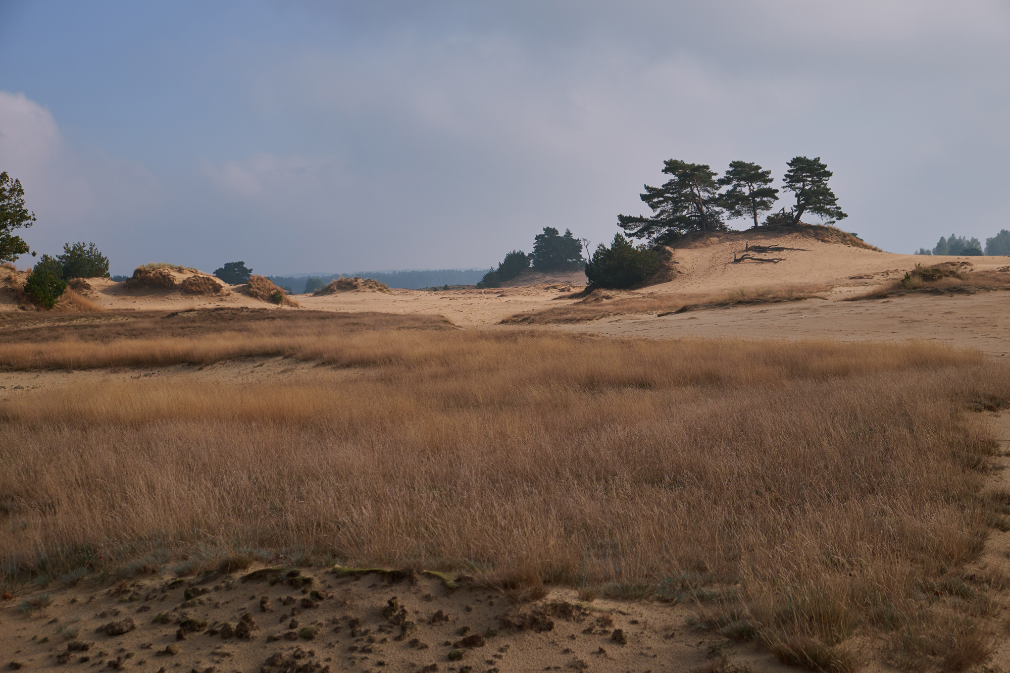 Flugsanddünen Kootwijkerzand in den Niederlanden