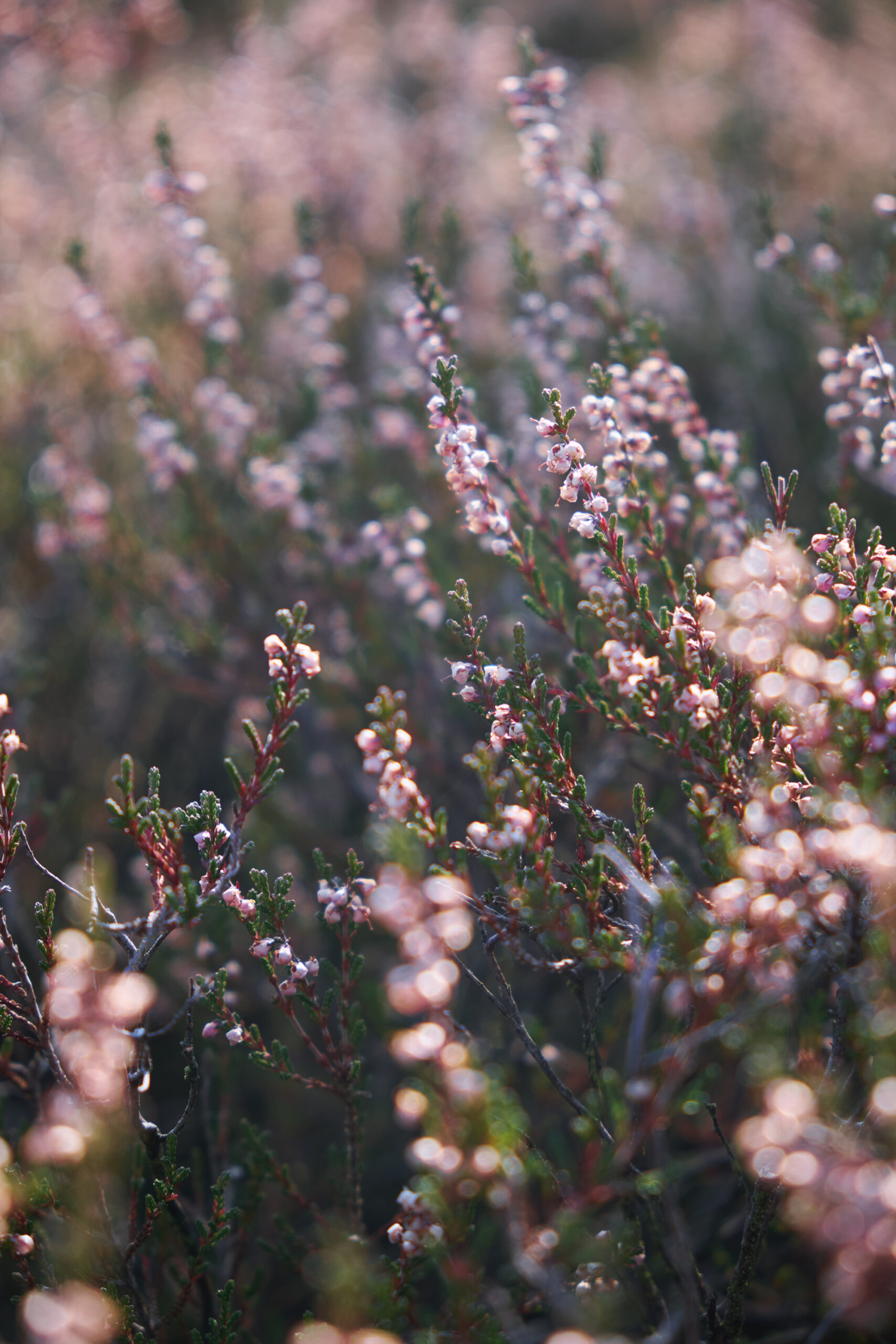 Heidekraut im Nationalpark De Hoge Veluwe in den Niederlanden