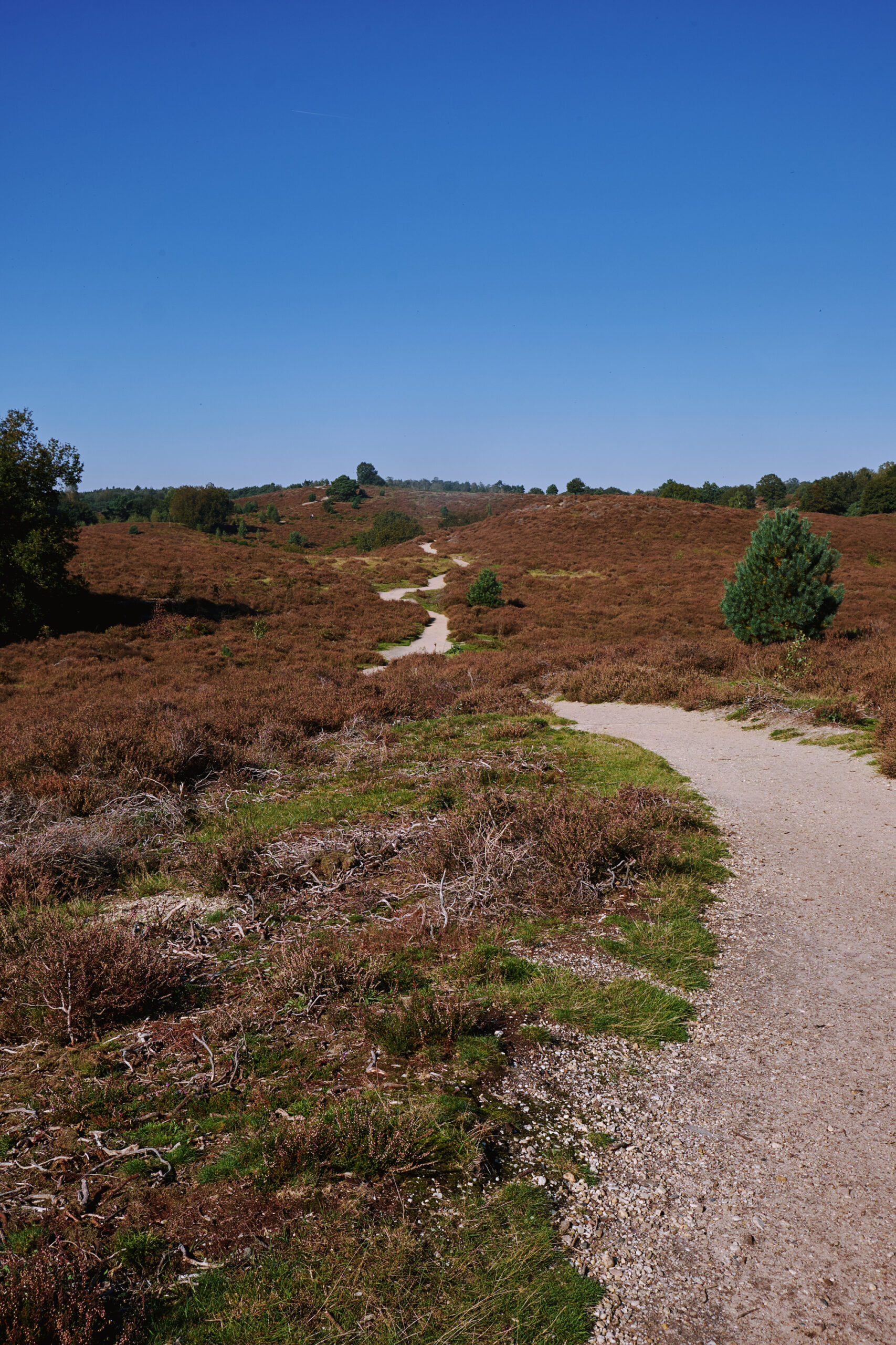 Heidekraut im Nationalpark Veluwezoom in den Niederlanden